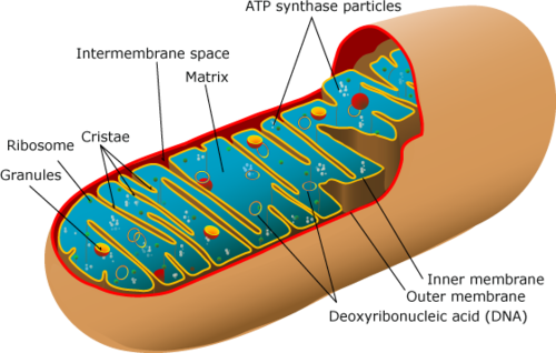 mighty mighty mitochondria