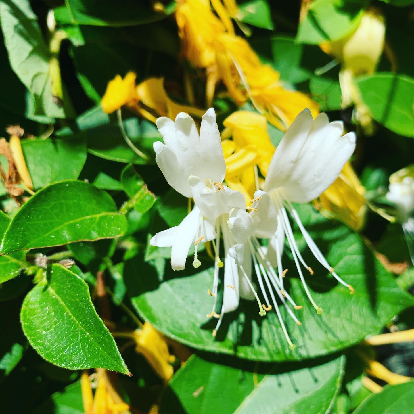 a honeysuckle
blossom